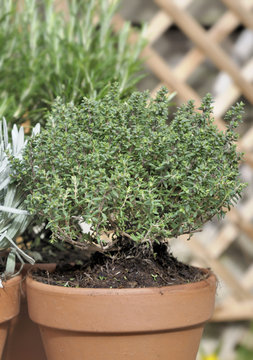 potted thyme in garden 