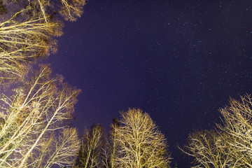 Stars in the sky and trees