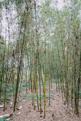 bamboo forest in Rwanda, Africa