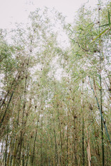 Fototapeta premium bamboo forest in Rwanda, Africa