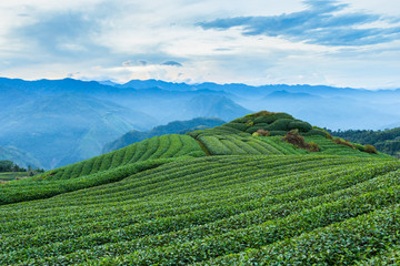 Fototapeta na wymiar Mountains, tea gardens and fog in Taiwan.