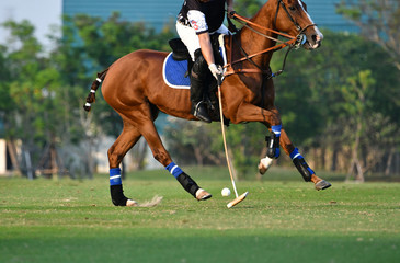 Horse polo player use a mallet hit ball