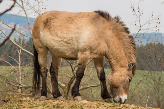 Przewalski-Pferd