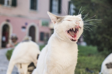 Wild white cat yawning