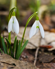 Obraz premium Spring snowdrop flowers blooming in sunny day