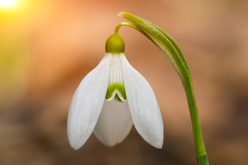 Spring snowdrop flowers blooming in sunny day