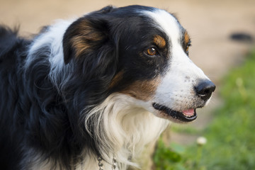 Old border collie sheepdog