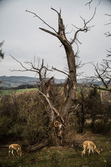 Rehe unter altem Baum