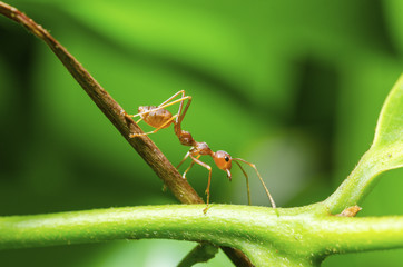 Ants with blurred images