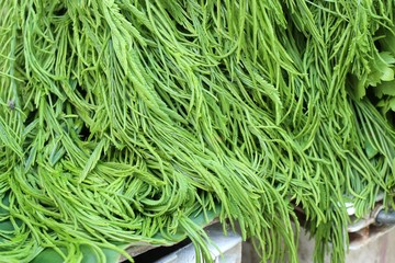 Acacia pennata at market