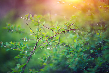 twinkling lights vivid color blurred bokeh spring from leaf background