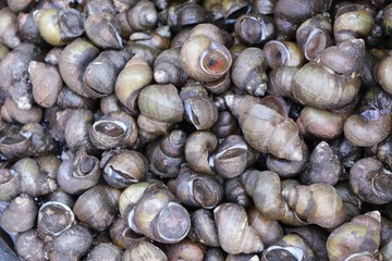 Fresh shells at street  food