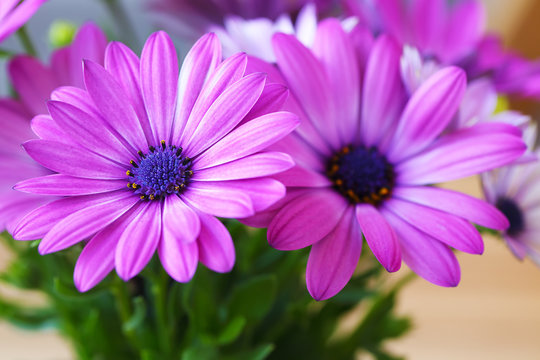 Vibrant beautiful purple daisies