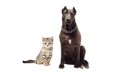 Kitten Scottish Straight and Staffordshire terrier sitting together, isolated on white background
