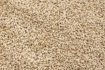Canary seed - Phalaris canariensis