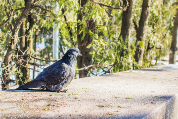 dove on a parapet, on a background of greenery