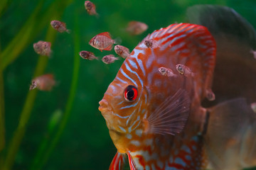 Discus with fish chicks