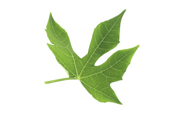 Closeup Green leaf isolated on white background of file with Clipping Path .