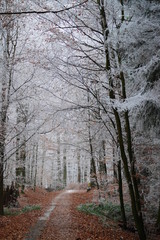 Schöne Winterlandschaft im Wald