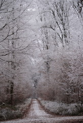 Wunderschöne Winter Szene im Wald mit einem Weg