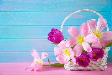 Tender bouquet of beautiful pink tulips in white basket on blue wooden background