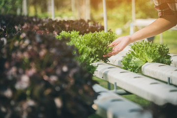 Spent most of the time taking pictures at the veggie farms at the back of the restaurants. Great...