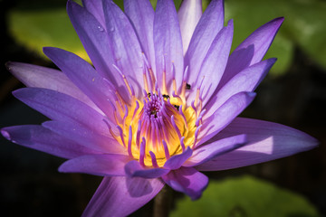 Fototapeta premium Close up purple lotus in the basin