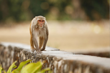 Obraz premium Macaque rhesus on the wall with beautiful blurry background. Cheeky monkey in the city area. Wildlife scene with danger animal. Hot weather in India. Macaca mulatta.