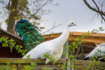 großer blauer und weißer Pfau