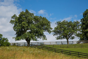 Obraz premium idyllische Sommerlandschaft mit Spazierweg, Bäumen und Wiese