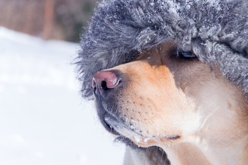 Portrait of a labrador dog in a fur hat in winter