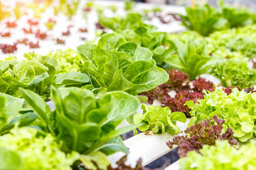 Fresh green hydroponic, Organic vegetable farms for background.