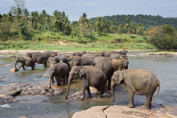 Fototapeta na wymiar Elephant orphanage in Sri Lanka