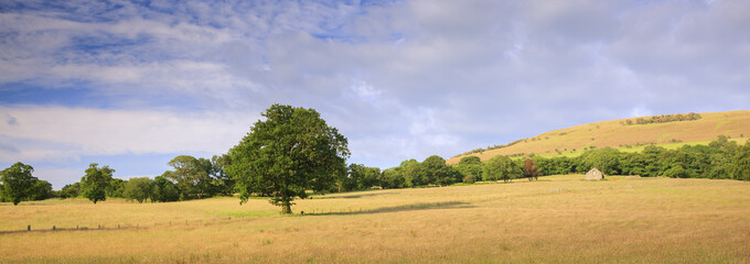 Lone tree in the Brecon Beacons