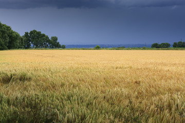 Crops under dark thunder skies