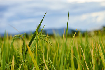 Obraz premium jasmine rice field in Thailand, selective focus