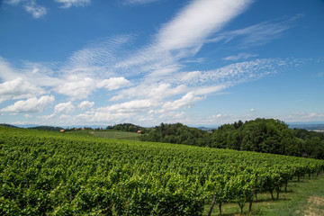 Weinstraße und Weinberge im Sommer