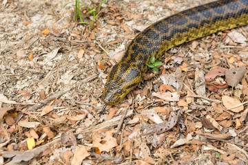 Anaconda (eunectes murinus) head close up in the Pantanal, Brazil.