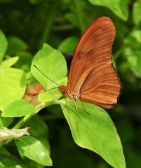 Closeup of an orange Julia heliconian butterfly
