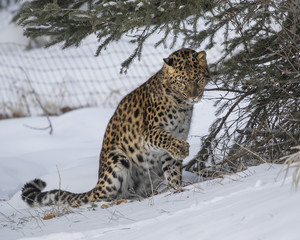 Amur Leopard at Triple D Game Farm Montana