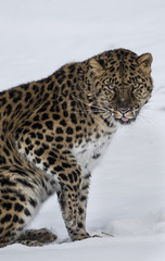 Amur Leopard at Triple D Game Farm Montana