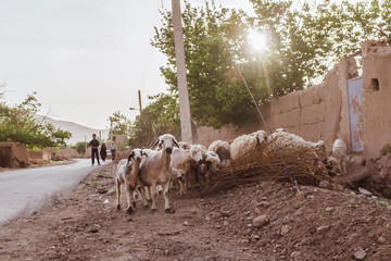 sheep in Iran