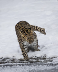 Amur Leopard at Triple D Game Farm Montana