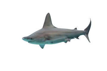 Fototapeta premium Shark isolated on white background