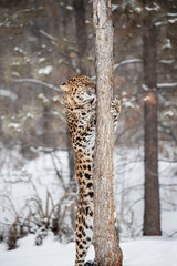 Amur Leopard at Triple D Game Farm Montana