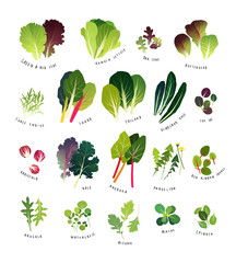 Common leafy greens such as lettuce, curly endive, chards, collards, dinosaur kale, tat soi, radicchio, curly kale, rhubarb, dandelion, sorrel, arugula, watercress, mizuna, mache and spinach