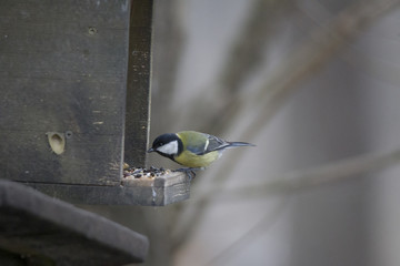 A great tit sits in the branches of a bare tree