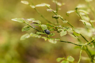 blueberries on bushes