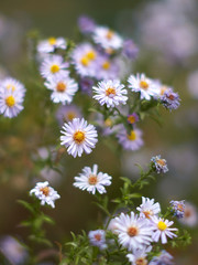 Fototapeta premium Magenta asters flowerbed.