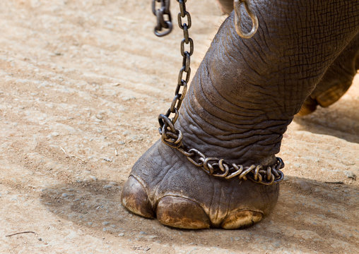 Fototapeta Elephant's leg with chains
